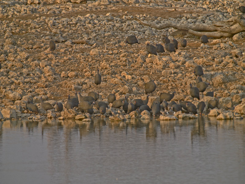 Okaukuejo, Guinea fowl